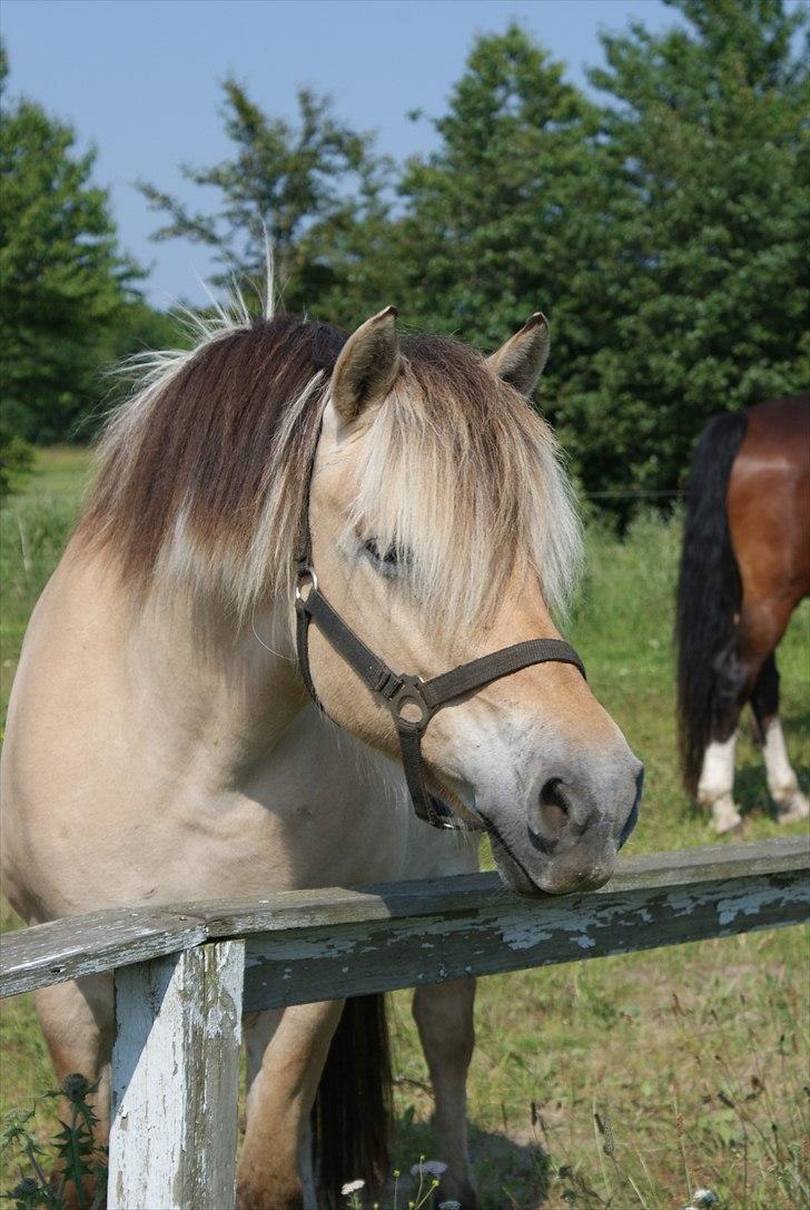 Fjordhest Rosa billede 8