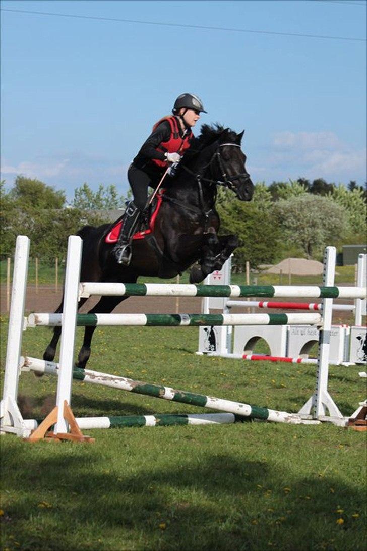 Welsh Pony af Cob-type (sec C) Tabaluga 167 - Taba i lækker stil over 130cm. No problemo<3<3;-* billede 9