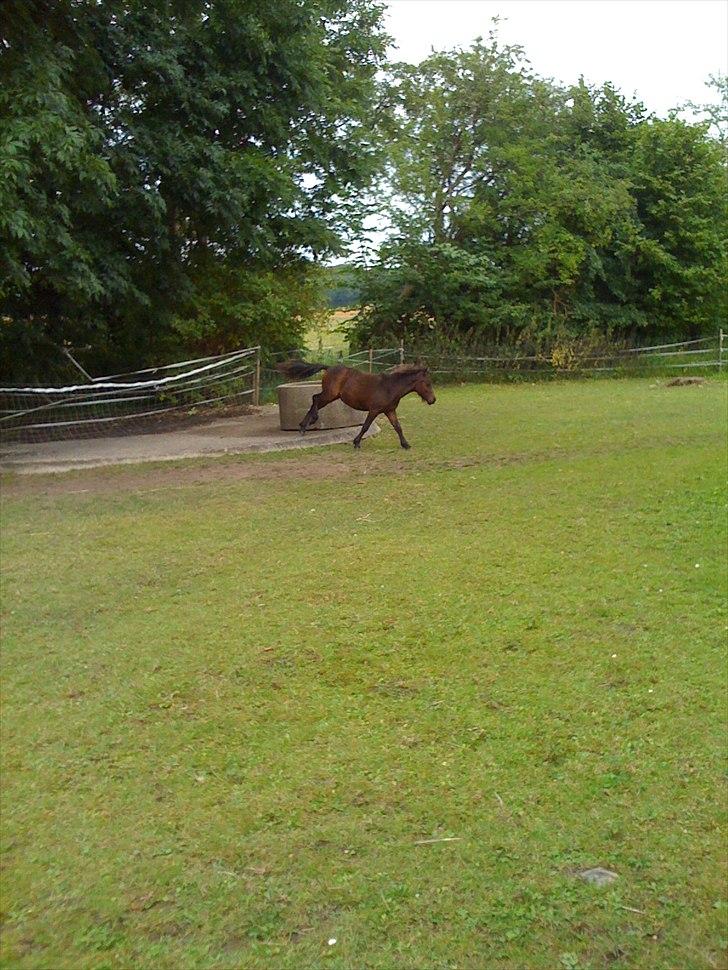 Shetlænder Cosmo<3 billede 7
