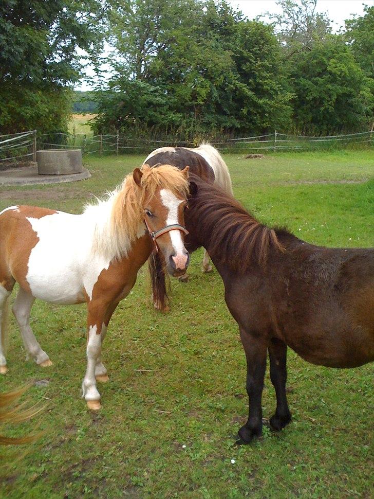 Shetlænder Coco<3 billede 17