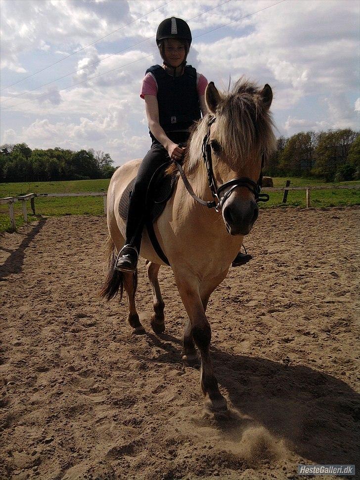 Fjordhest Rosa billede 9