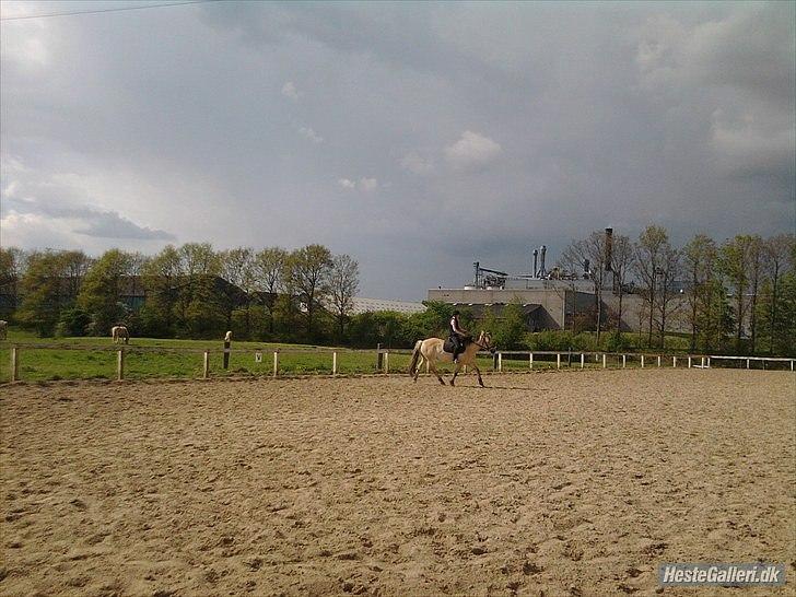 Fjordhest Rosa billede 10