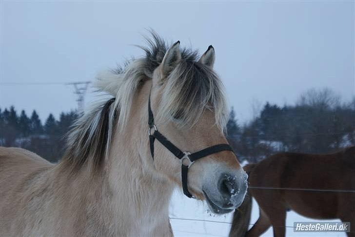 Fjordhest Rosa billede 11