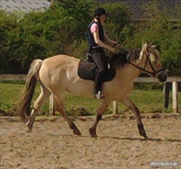 Fjordhest Rosa billede 12