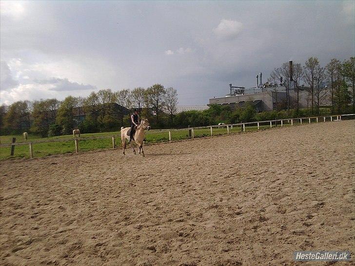 Fjordhest Rosa billede 13