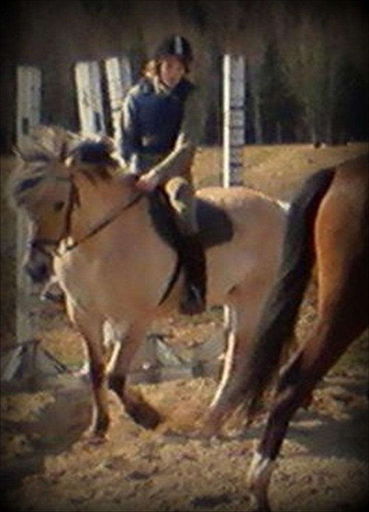 Fjordhest Rosa billede 14