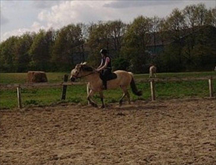 Fjordhest Rosa billede 15