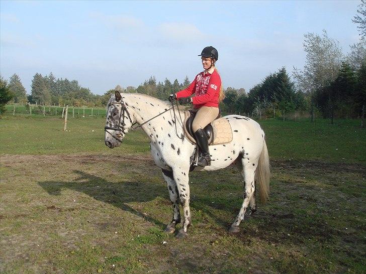 Knabstrupper Funder Nørhedes Zorro - Prøver at lave en parade! billede 1