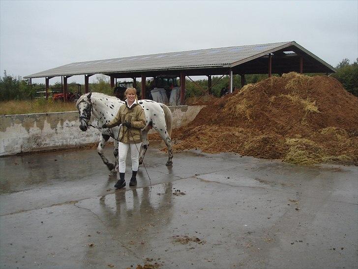 Knabstrupper Funder Nørhedes Zorro - Fremstilling til kåring billede 2