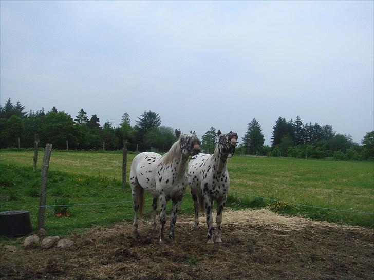 Knabstrupper Funder Nørhedes Zorro - Zorro og Gandor "griner"!! billede 3