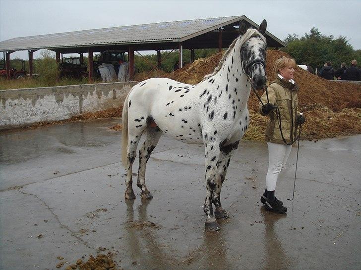 Knabstrupper Funder Nørhedes Zorro - Skal vises på fast bund billede 4