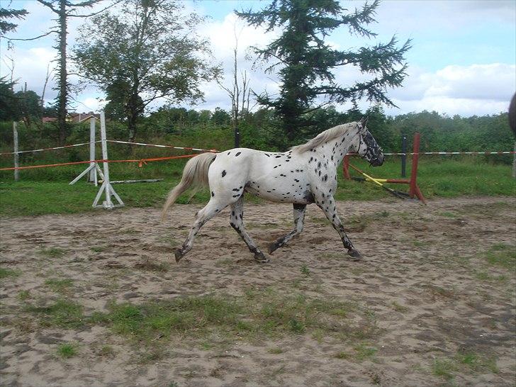 Knabstrupper Funder Nørhedes Zorro - Fået øje på noget billede 5