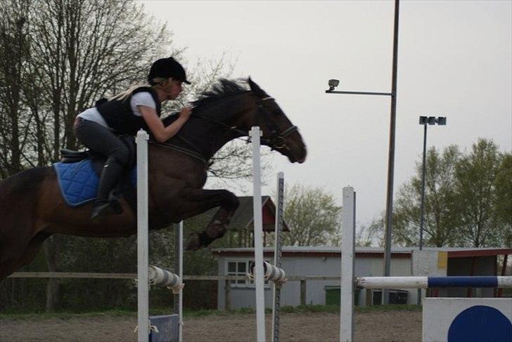 Hollandsk Varmblod TREFFER J B-PONY ~ A-PONY  - Her er vi til springtræning hos birgit :-)<33 billede 9