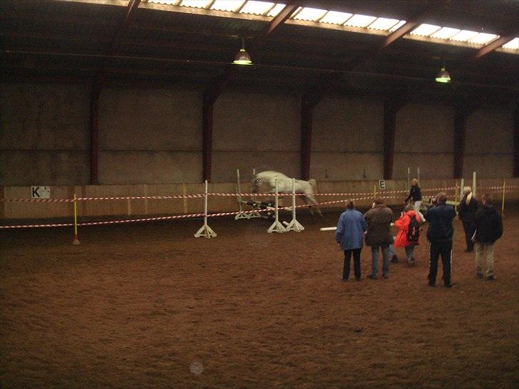 Knabstrupper Funder Nørhedes Zorro - Løsspringning til kåringen billede 6