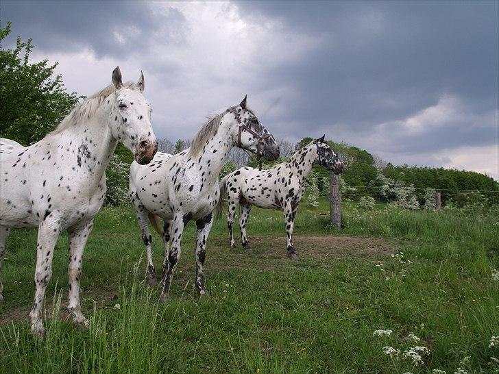 Knabstrupper Funder Nørhedes Zorro - På sommergræs -2 år gammel billede 7