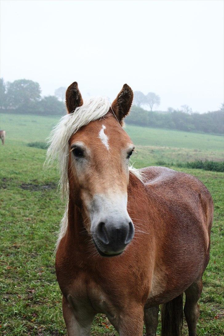 Tyroler Haflinger ICE RØGTERGÅRD - ICE i Lejre.. billede 3