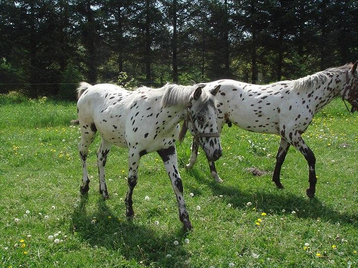 Knabstrupper Funder Nørhedes Zorro - Zorro 1 år billede 8