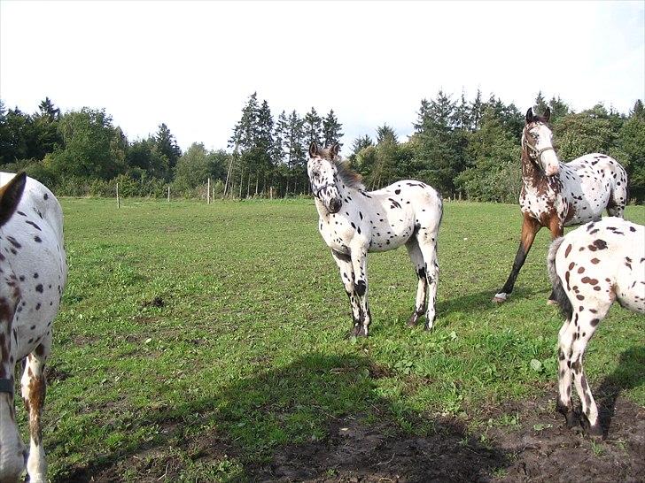 Knabstrupper Funder Nørhedes Zorro - Zorro 5 mdr. billede 9