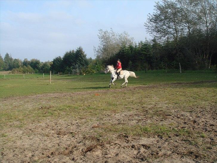 Knabstrupper Funder Nørhedes Zorro - Galop på banen billede 10