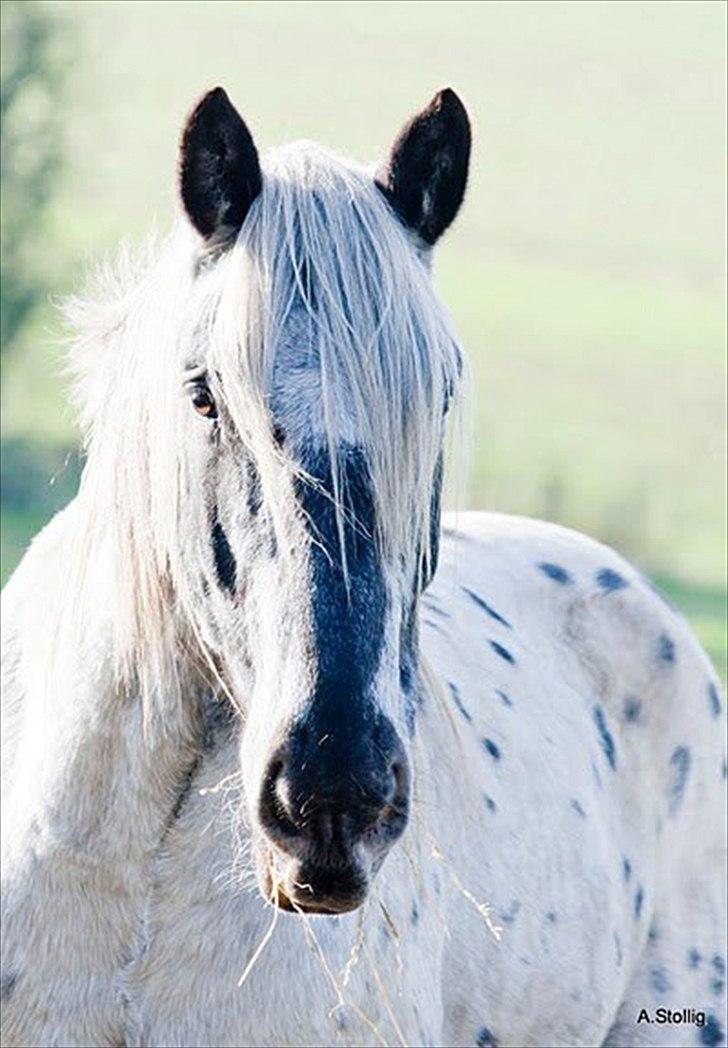 Noriker needles  - hvem sagde smuk hest ;)  billede 10