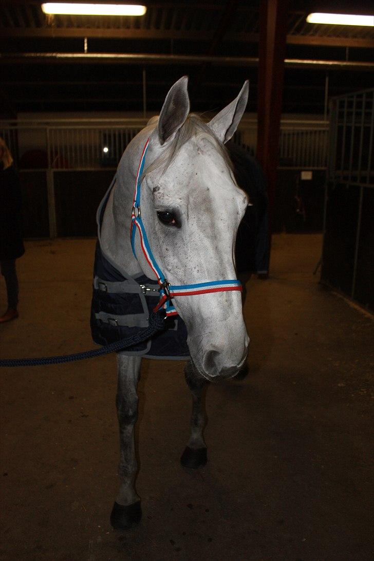 Hannoveraner Smilla 27 billede 8