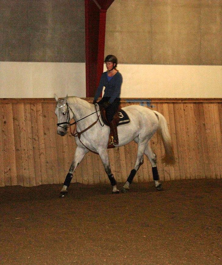 Hannoveraner Smilla 27 - Første ridetur efter hun kom hjem :D billede 9