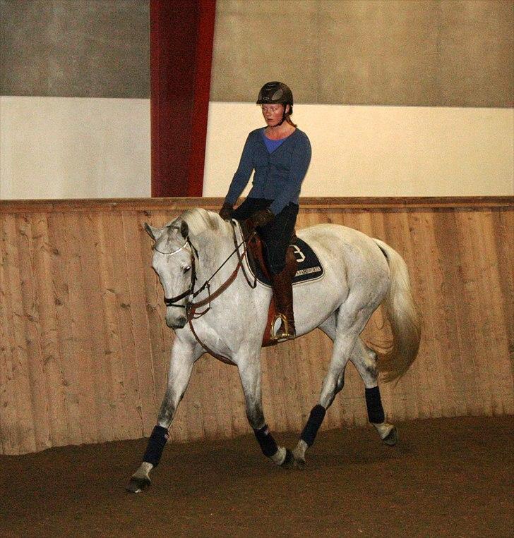 Hannoveraner Smilla 27 - Første ridetur efter hun kom hjem :D <3 billede 10