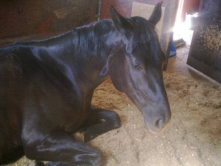 Polsk Ædelt Halvblod Kalisia - Kalisia tager et lille hvil i boksen. september 2010 billede 14