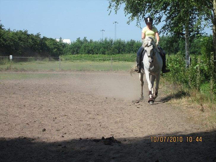 Sportsaraber (A) Zille mellemgård<3 - Lidt træning, sommer 2010. billede 10