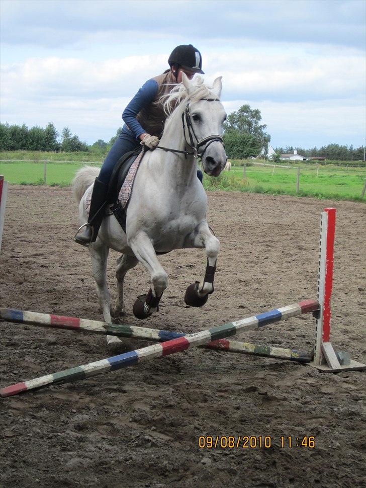 Sportsaraber (A) Zille mellemgård<3 - Første gang jeg springer på zille. Og første gang zille springer. derfor det lille spring ;) billede 19