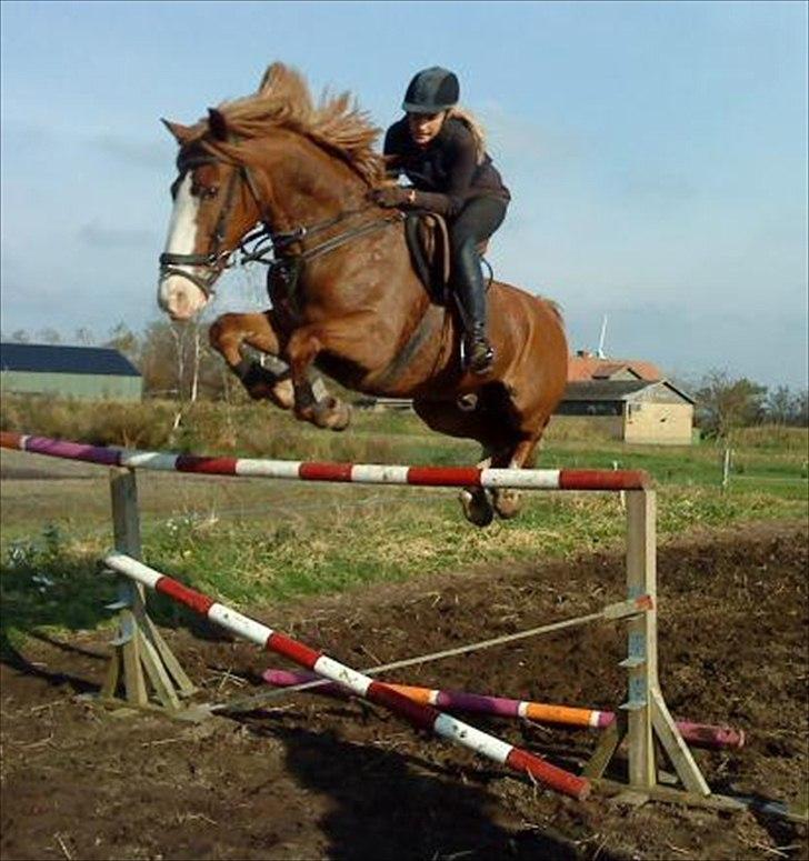 Anden særlig race Skovbrynets Nicklos  - Mig og Nicklos over 115 cm :)<3 Foto: MC billede 19