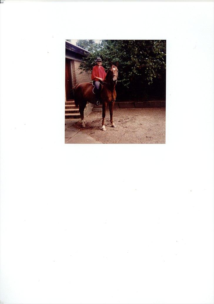 Dansk Varmblod Chita(hvil i fred dejlige) - På besøg på mine forældres bopæl i 1987. billede 6