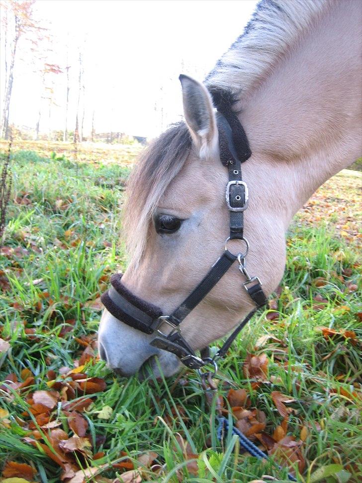 Fjordhest Westergaards Kilimanjaro - Smukke pony. billede 9