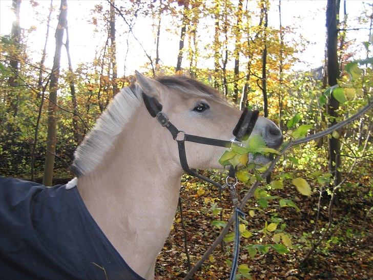 Fjordhest Westergaards Kilimanjaro - Pony fælder et træ :P billede 12