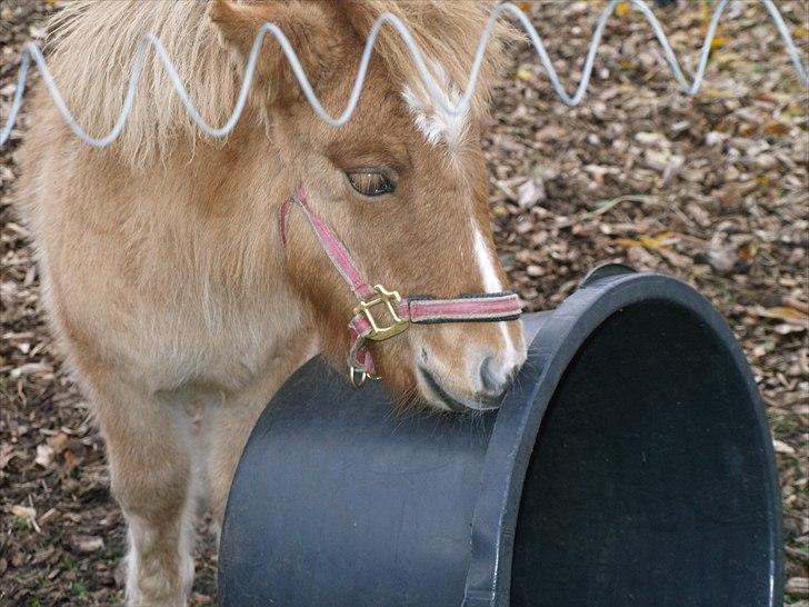 Shetlænder Østergårdens Sweet Sugar billede 11