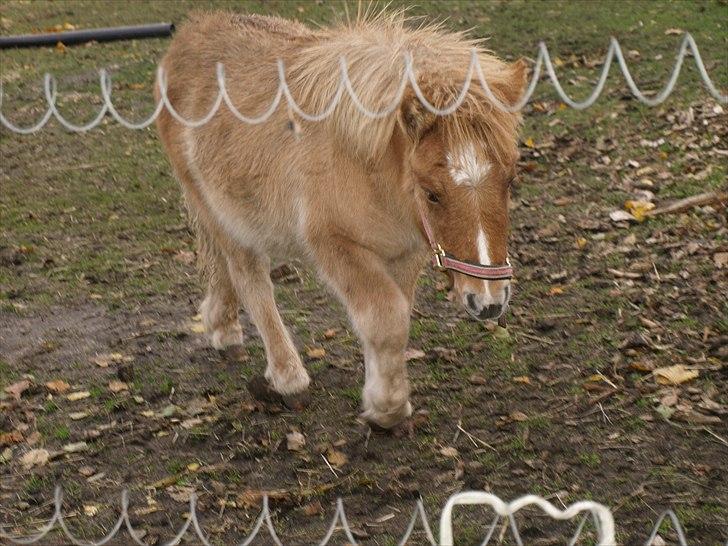 Shetlænder Østergårdens Sweet Sugar billede 12
