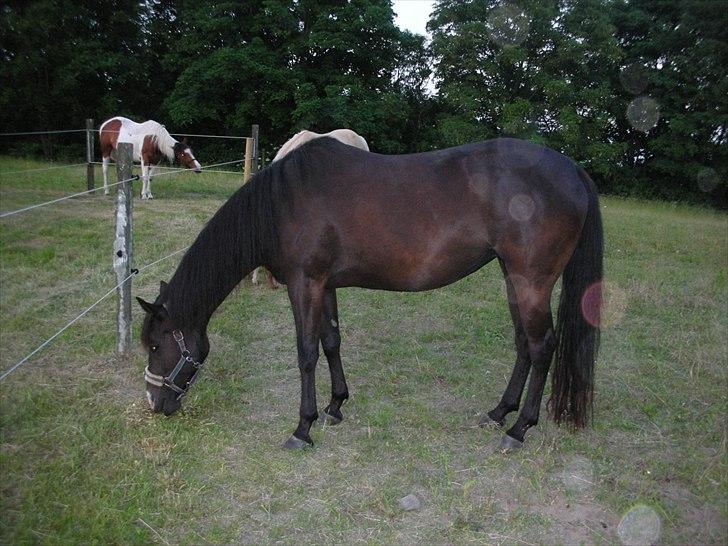 Paint Black Velvet billede 2