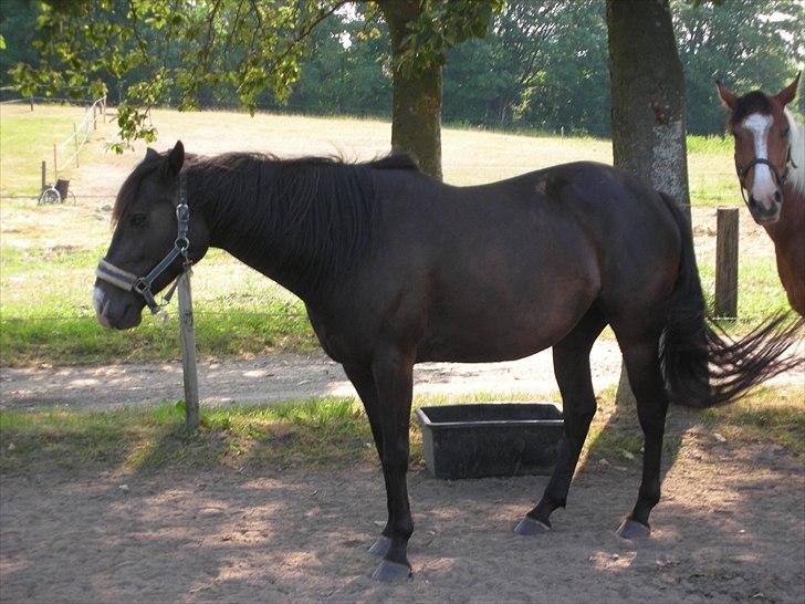 Paint Black Velvet billede 3