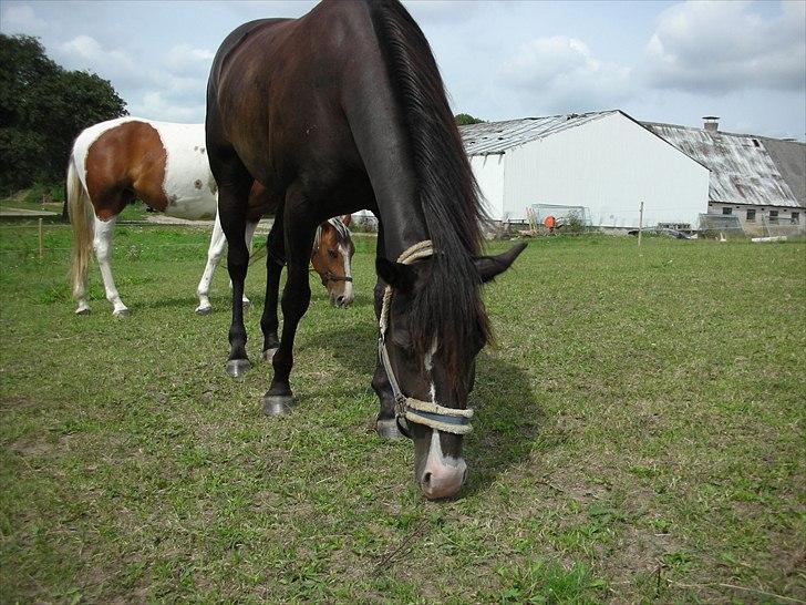 Paint Black Velvet billede 4