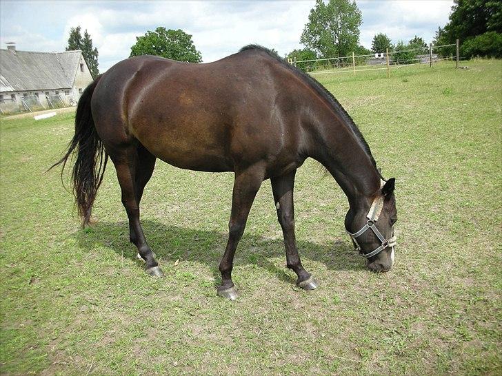 Paint Black Velvet billede 5