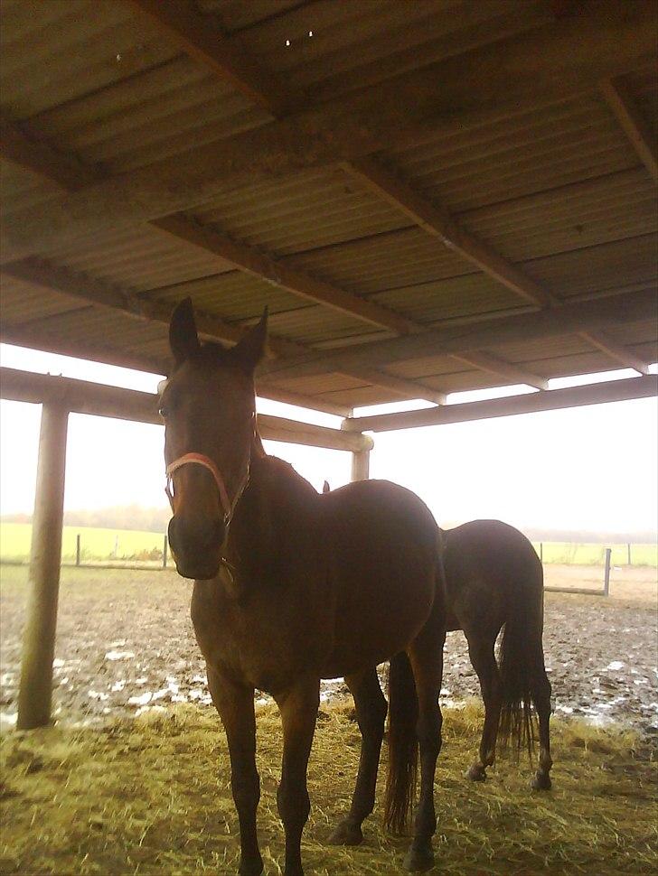 Traver Dresina billede 7