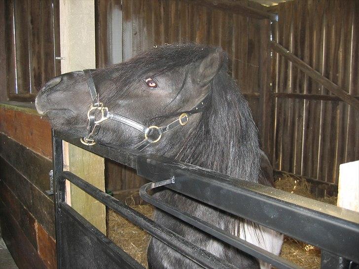 Shetlænder Stjernens Indeed *Dittermand* - Lige ankommet. 25.4.2009 billede 4