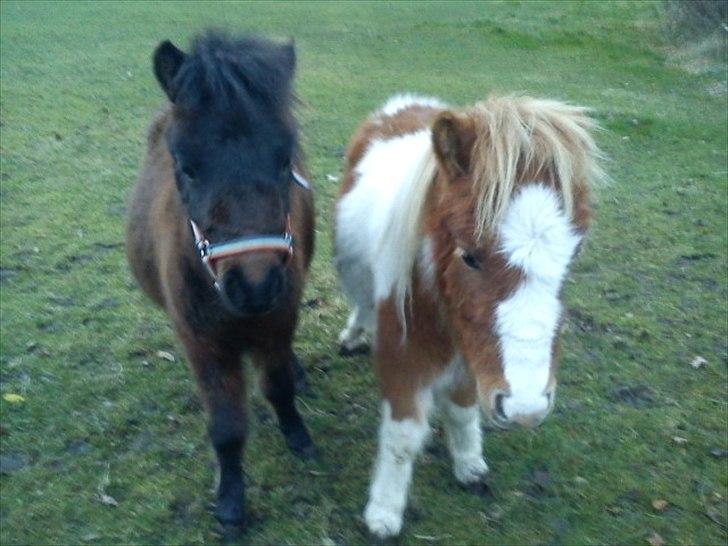 Shetlænder Cosmo<3  - cosmo og coco<3 små søde ponyer...... BV 4EVER<3<3 billede 14