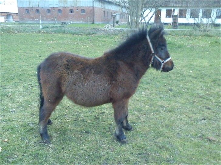 Shetlænder Cosmo<3  - Lille søde Cosmo<3 billede 15
