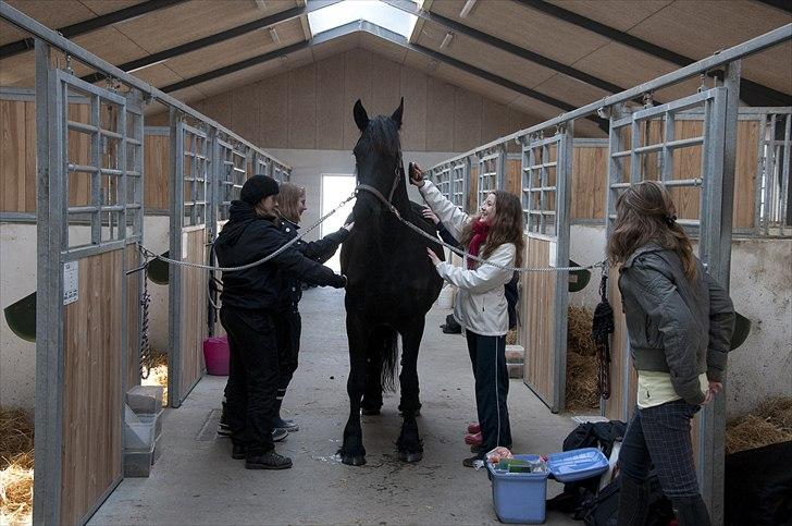 Frieser - Christa (Blackie) - Blackie når hun har det allerbedst - jeg havde 5 af mine skole-veninder med ud og se hende, så de stod alle og nussede om hende .. Det var bare dejligt, syntes hun :) (d. 20/02 -11) billede 17