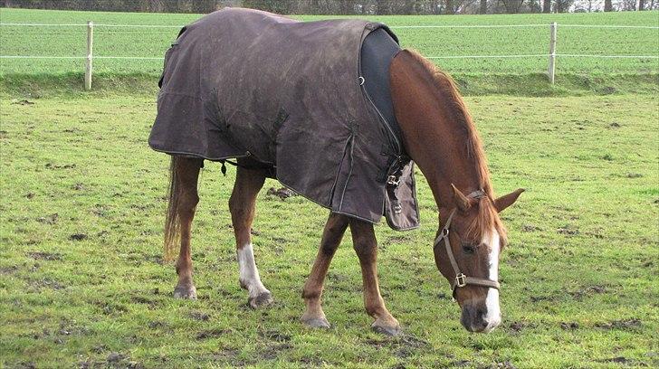 DSP Oscar - på fold<3 billede 7