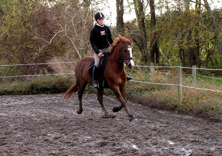 DSP Oscar - I en flot øgning, fri trav, til dressur undervisning. billede 8