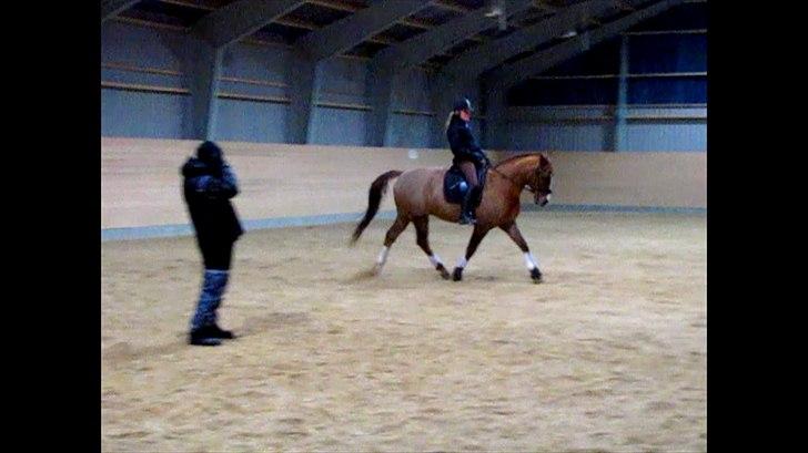 DSP Oscar - flot trav! -  billede 9