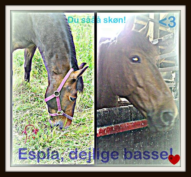 Anden særlig race Espla! :D (Ebbe ! <3)  - Sødde bassemand! <3  billede 1