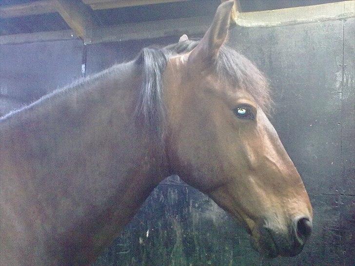 Anden særlig race Espla! :D (Ebbe ! <3)  - Foto Cecilie Christensen billede 2